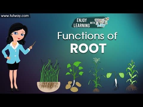 Parts of a Plant - The Root - Structure and Function of Roots