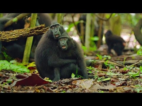 Cute Affectionate Monkeys | Lands of the Monsoon