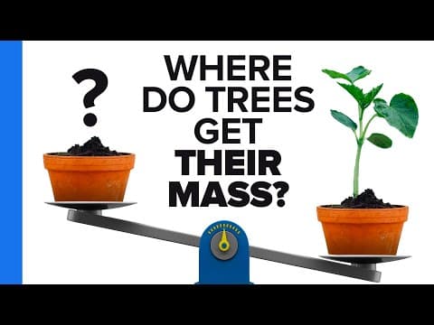 Where Do Trees Get Their Mass? - YouTube