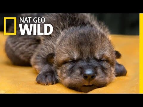 Rare Mexican Wolf Pups Meet Their Wild Foster Families