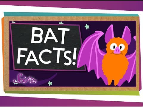 3 Fun Facts About Bats! | SciShow Kids