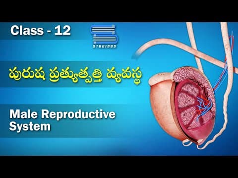 పురుష ప్రత్యుత్పతి వ్యవస్థ - Male Reproductive System | Biology Telugu