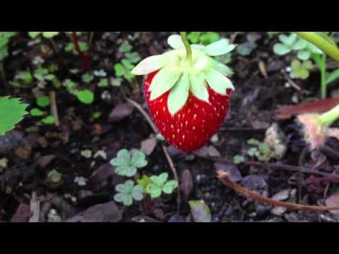 Growth of a strawberry
