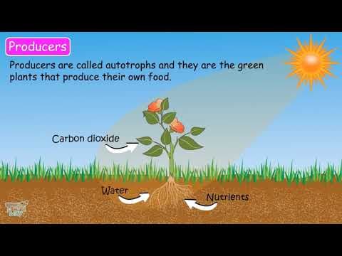 Role of decomposers - Our Ecosystem Part-7