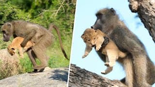 Why Do Baboons Steal Lion Cubs