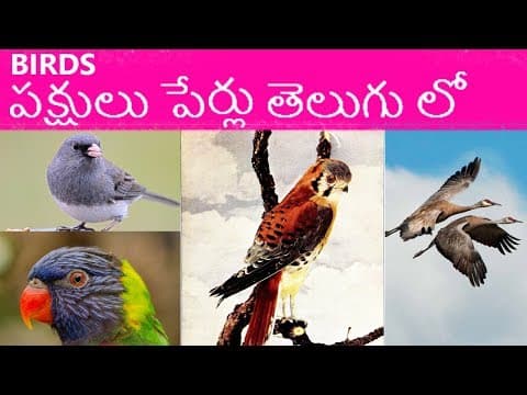 Birds nameswith pictures - పక్షులు పేర్లు