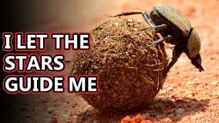 Dung Beetle facts| the poop rollers