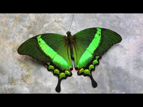 10 most beautiful butterflies on planet earth