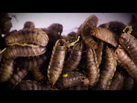 Can Maggots Devour All Our Food Waste