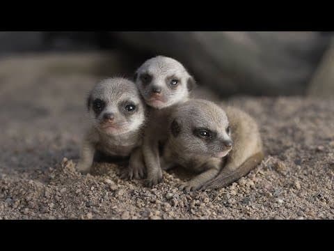 Meerkat babies take first steps