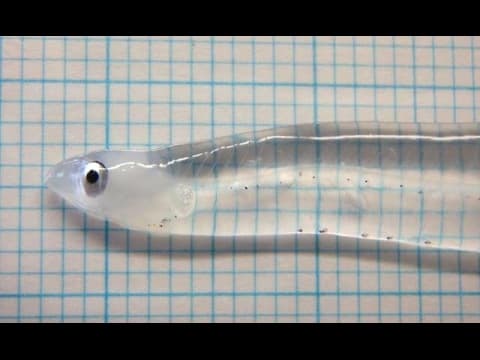 Transparent Fish (Leptocephalus)