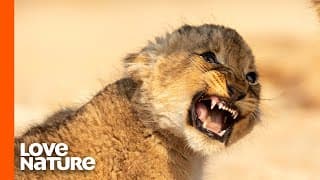 Lion Cubs Fight To Survive