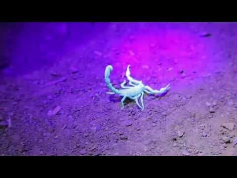 Local Scorpions | California Academy of Sciences - YouTube