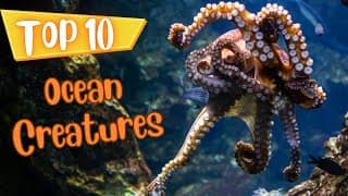 Ten Fascinating Ocean Creatures