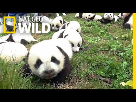 Record: 42 Pandas Born in Breeding Program This Year