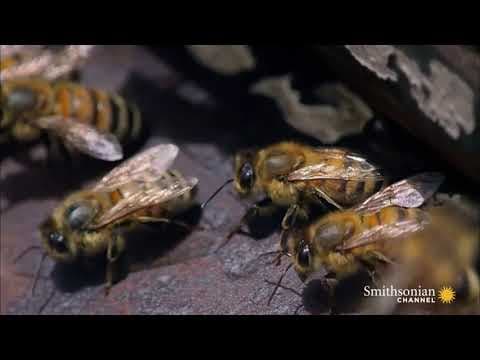 What's the Waggle Dance And Why Do Honeybees Do It