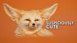 Is the Fennec Fox really a fox