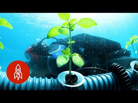 The Herb Garden Grown in an Undersea Pot