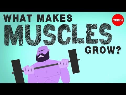 What makes muscles grow? - Jeffrey Siegel - YouTube