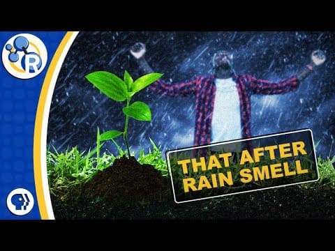 What's That After-Rain Smell Made Of?