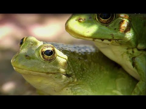 Will these Butterflies Become Frog Food