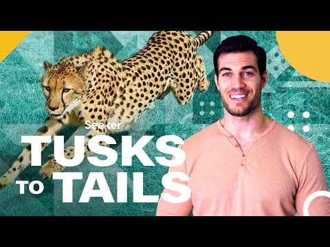 Here's Why Cheetahs Are So Much Faster Than Other Animals