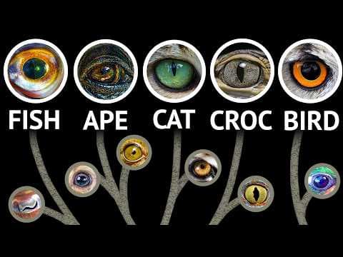 Every Eye In The Animal Kingdom a 37-minute tour through the Tree of Life