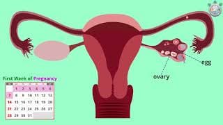 Baby’s Development at 1st and 2nd Week of Pregnancy