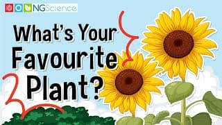 What's Your Favourite Plant?