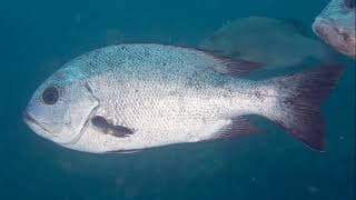 Facts |The Black and White Snapper