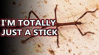 Walking Stick facts| aka stick and leaf bugs