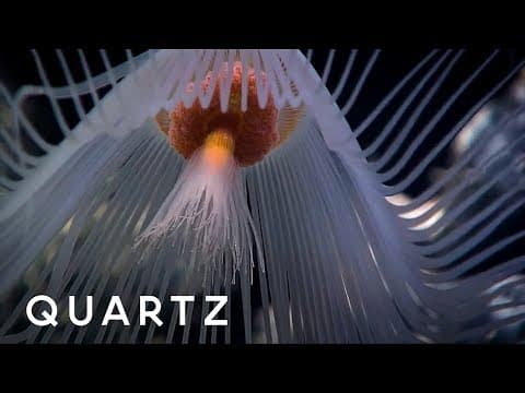 Finding life in the deep sea