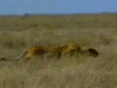 The food chain - YouTube