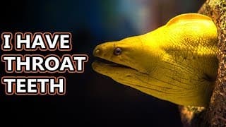 Moray Eel facts  |find out why they do the weird mouth thing