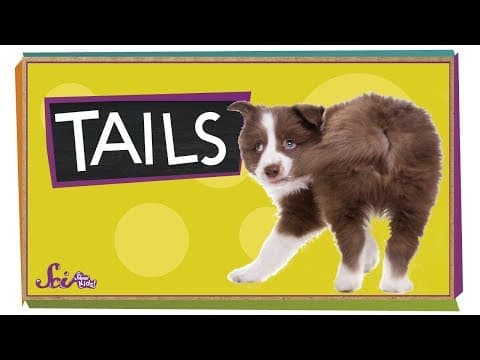 Why do animals have tails?