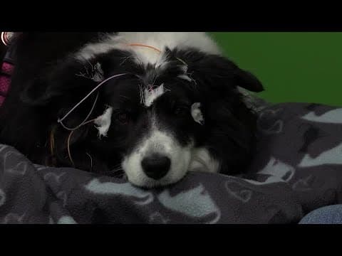 Can dogs understand words for specific objects? | REUTERS -