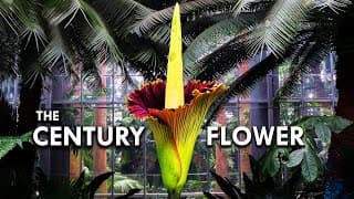Corpse Flower | The Tallest Flower In The World