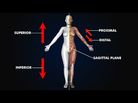 Directional Terms and Body Planes: 3d animation and Illustration