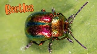 Beetlemania Exploring the Fascinating World of Natures Tiny Titans