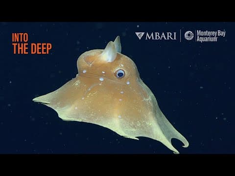 What creatures live in the