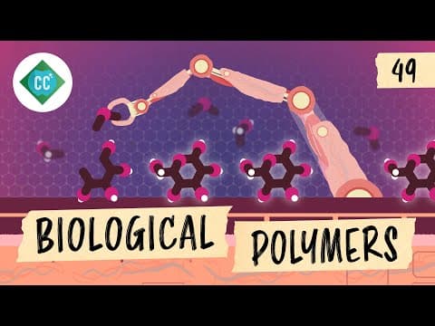 Biological Polymers: Crash Course Organic Chemistry #49