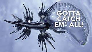 Sea Slugs are like Real-life Pokemon