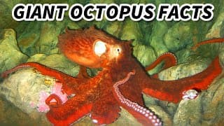 Giant Octopus Facts | the BIGGEST OCTOPUS