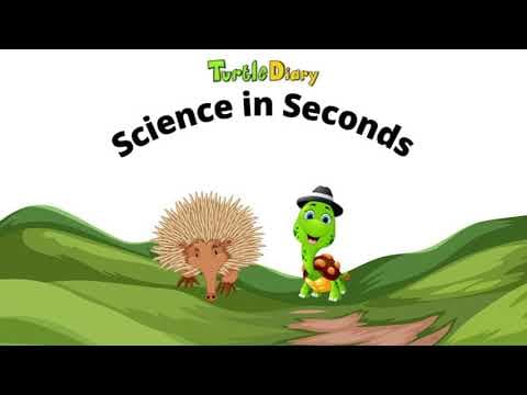 What's Unique About an Echidna? Science in Seconds