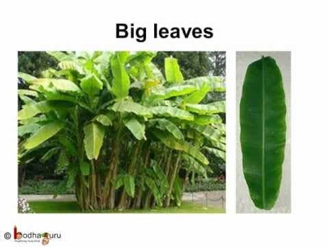 Science - types of plants - telugu