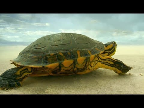 Turtle Travels Through Desert | Earth From Space |