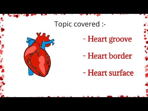 Learn about human heart groove , border and surfaces with fun and animation
