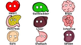 Every Human Organ Explained in elevent Minutes