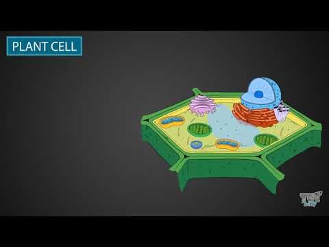 Plant Cells | Science