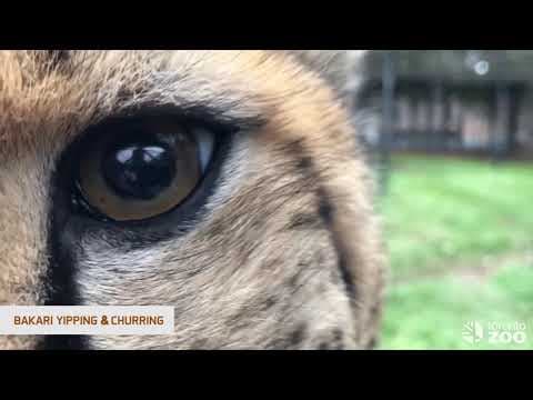 What sounds do cheetahs make.